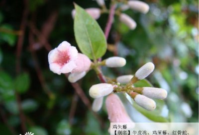 鸡矢藤简介 鸡矢藤图片集