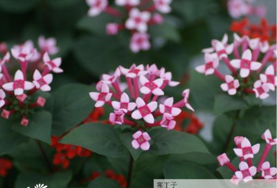 花卉寒丁子详解 寒丁子图片