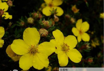金露梅介绍 金露梅图片大全