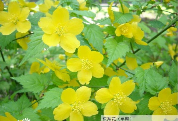 棣棠花图片一