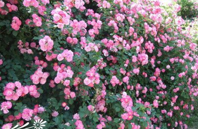 蔷薇花详解 蔷薇花图片大全