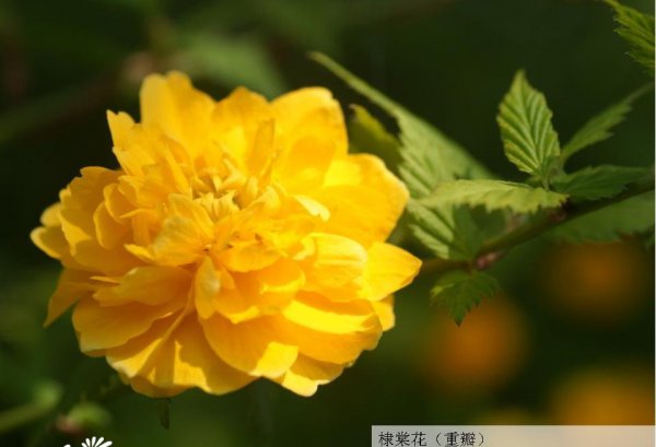 棣棠花图片四