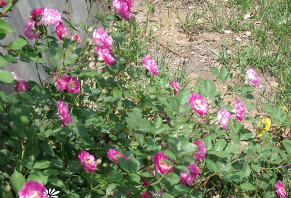 蔷薇花图片四