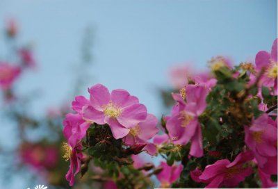 美蔷薇介绍 美蔷薇图片