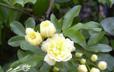 木香花详解 木香花图片集
