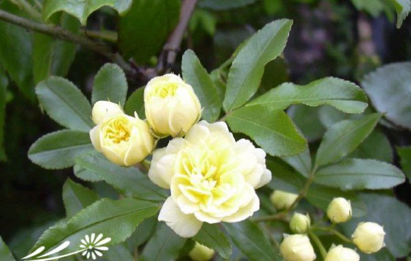木香花图片一