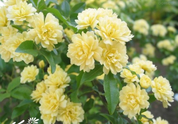 木香花图片二