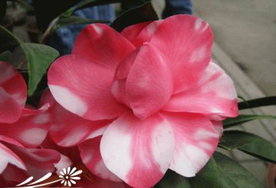 山茶花详解 山茶花图片
