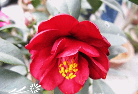 山茶花图片三