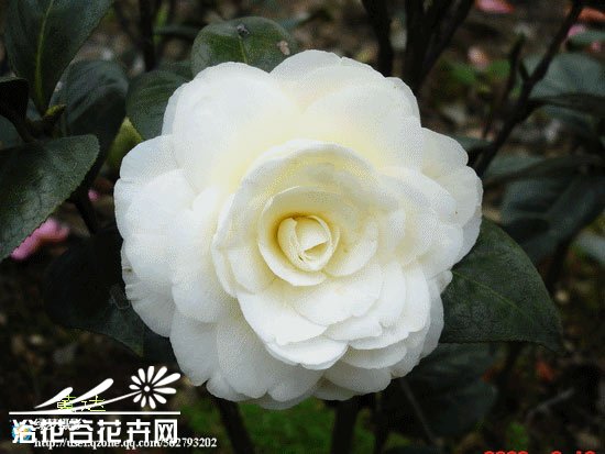 山茶花图片四