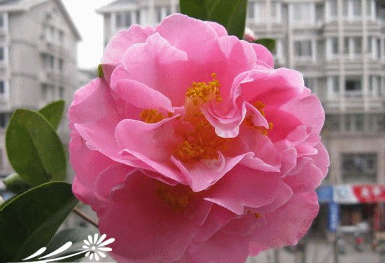 山茶花图片五