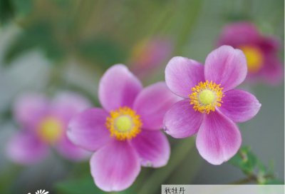 花卉秋牡丹详解 秋牡丹图片集