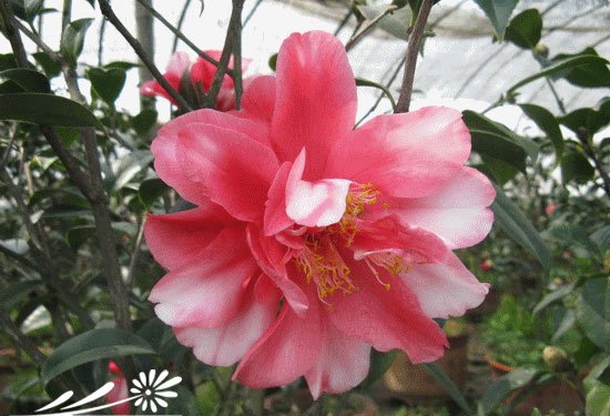 山茶花图片六