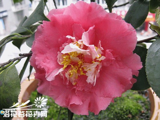 山茶花图片七