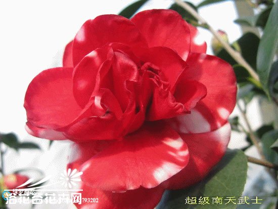 山茶花图片八