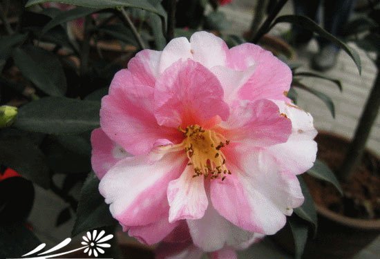 山茶花图片九