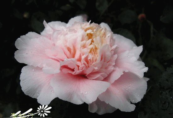 山茶花图片十
