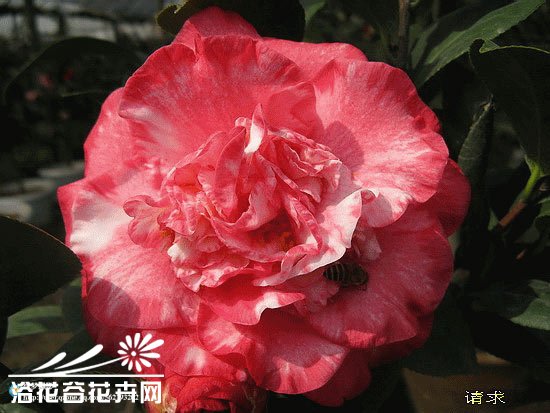 山茶花图片十一