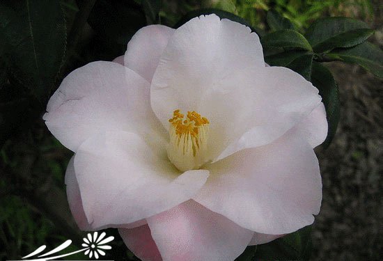 山茶花图片十二