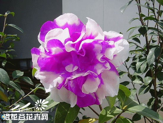 山茶花图片十五