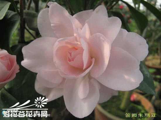 山茶花图片十六