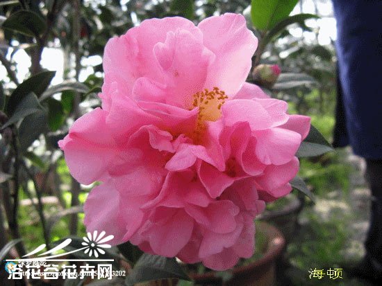 山茶花图片十八