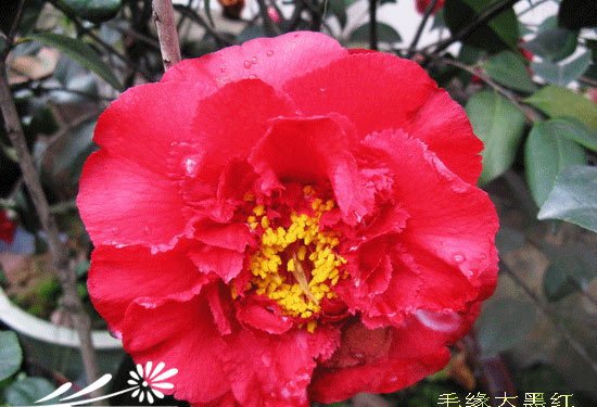 山茶花图片十九