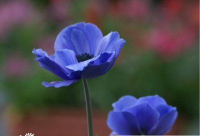 冠状银莲花简介 冠状银莲花长什么样图