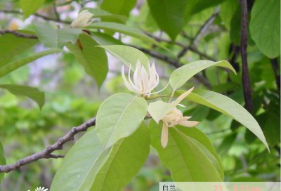 白兰花详解 白兰花长什么样图
