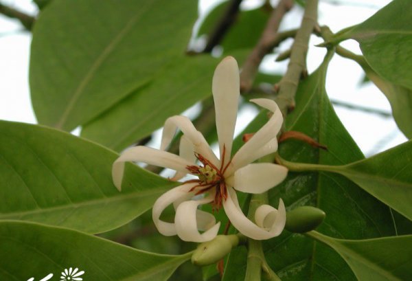 白兰花图片三