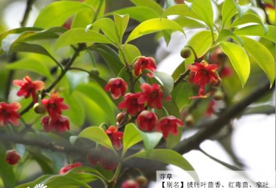 莽草介绍 莽草照片图