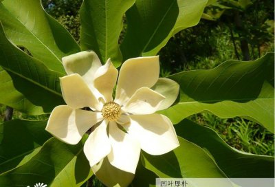 花卉凹叶厚朴介绍 凹叶厚朴图片欣赏