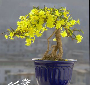 迎春花盆景介绍 迎春花盆景长什么样图
