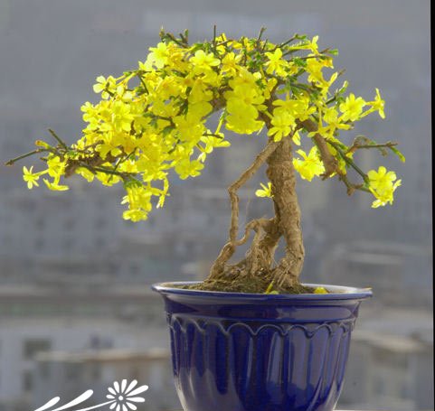 迎春花盆景图片一