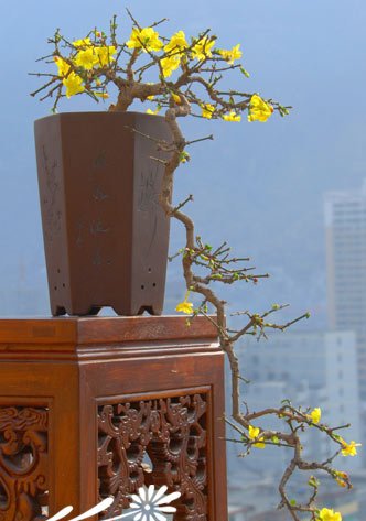 迎春花盆景图片三