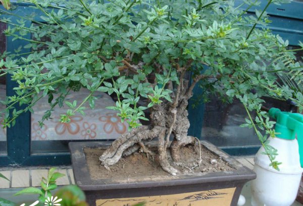 迎春花盆景图片四