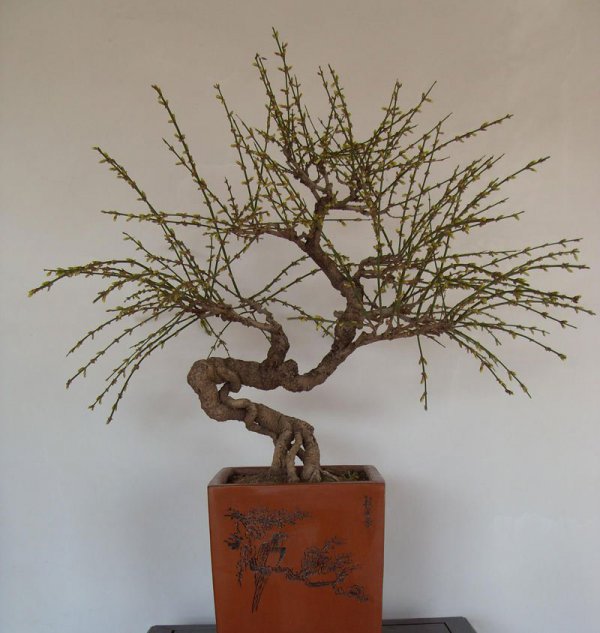 迎春花盆景图片六