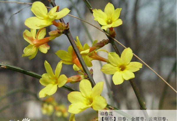 迎春花图片一