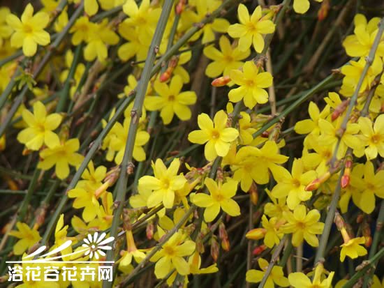 迎春花图片二