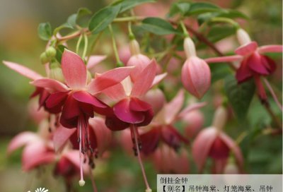 倒挂金钟介绍 倒挂金钟照片图