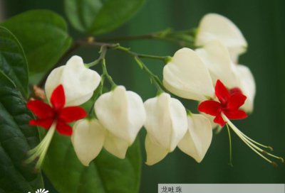 藤本植物龙吐珠简介 龙吐珠长什么样图