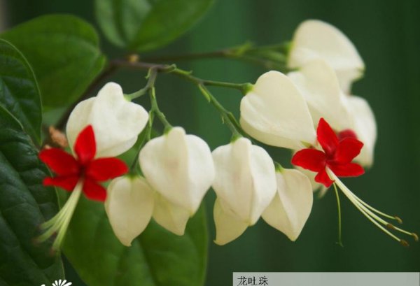龙吐珠图片一