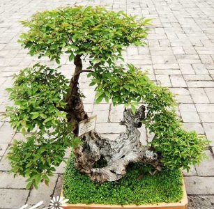 荆条盆景详解 荆条盆景图片欣赏