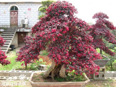红花檵木盆景简介 红花檵木盆景长什么样图