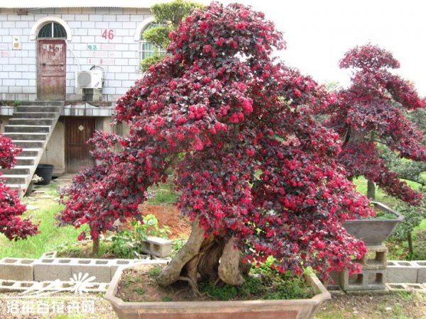 红花檵木盆景图片一