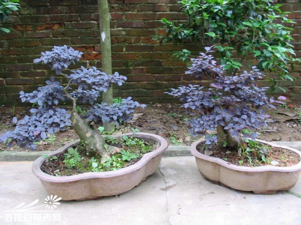 红花檵木盆景图片二