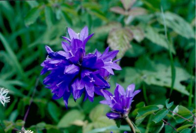 聚花风铃草简介 聚花风铃草长什么样图