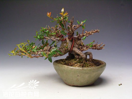 络石盆景图片三