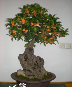桂花盆景介绍 桂花盆景照片图