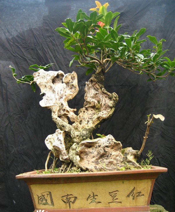 桂花盆景图片二